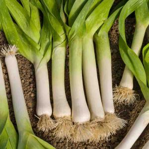 Poireau Jaune Gros du Poitou